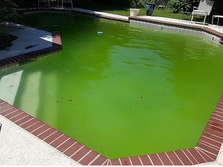 Green pool before acid wash